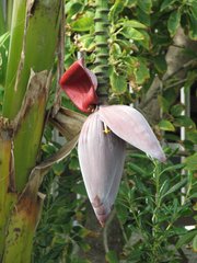 Bananenstaude #3 - Banane, Musacea, Bananenbaum, Bananengewächs, einkeimblättrig, immergrün, mehrjährig, krautig, Laubblätter, palmenartig