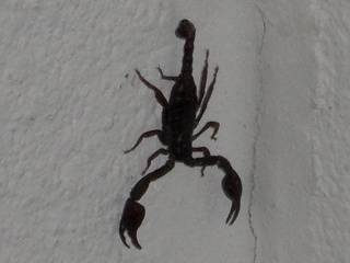 Skorpion - Skorpion, Europa, Osttirol, Spinnentier, Arachnida