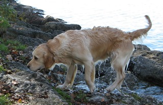 Nasser Hund #1 - Hund, Golden Retriever, nass, schwimmen, schütteln, abschütteln, Fliehkraft
