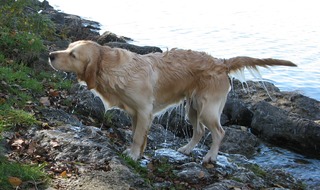 Nasser Hund #2 - Hund, Haustier, Hunderasse, Golden Retriever, nass, schwimmen, schütteln, abschütteln, Fliehkraft