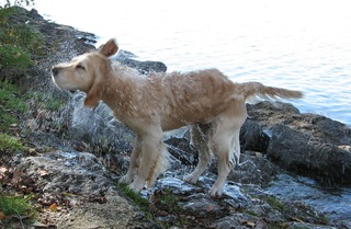 Nasser Hund #3 - Hund, Haustier, Hunderasse, Golden Retriever, nass, schwimmen, schütteln, abschütteln, Fliehkraft