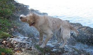 Nasser Hund #4 - Hund, Haustier, Hunderasse, Golden Retriever, nass, schwimmen, schütteln, abschütteln, Fliehkraft