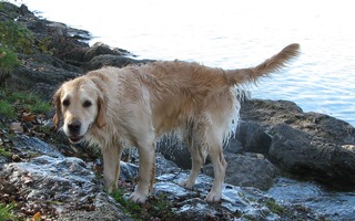 Nasser Hund  #5 - Hund, Haustier, Hunderasse, Golden Retriever, nass, schwimmen, schütteln, abschütteln, Fliehkraft