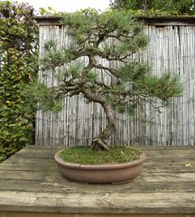 Bonsai #1 - Bonsai, Gartenkunst, Wuchsbegrenzung, fernöstlich, Formschnitt, Wurzelschnitt, Blattschnitt, Drahtung