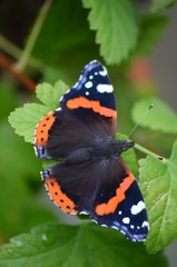 Schmetterling Admiral - Insekten, Schmetterling, Falter, Tagfalter, Edelfalter, Fleckenfalter, Vanessa atalanta, Nymphalidae