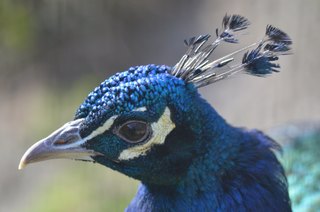 Pfau - Pfau, Vogel, Hühnervögel, Fasanenartige, Asiatische Pfauen, blau, Pavo cristatus