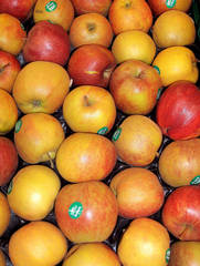 Äpfel Boskop - Apfel, Äpfel, Boskop, Frucht, Obst, Winterapfel, Kulturapfel, Renette