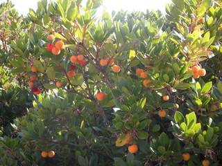 Erdbeerbaum#2 - Erdbeerbaum, Frucht, Heidekrautgewächs, Schnaps, Konfitüre