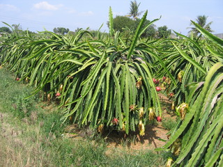 Drachenfrucht1_Pflanze - Drachenfrucht, Pitahaya, Pitaya, Kakteen, pinkfarbene Schale, Frucht