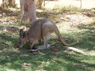 Känguru - Känguru, Känguruh, Australische Tiere