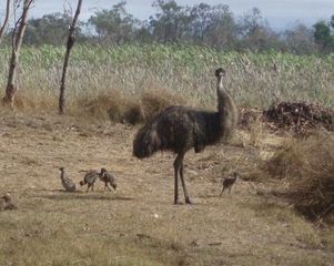Emu mit Küken - Emu, Küken, Australische Tiere