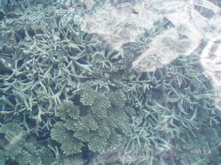 Korallen 4 - Korallen, Corals, Great Barrier Reef, Australien