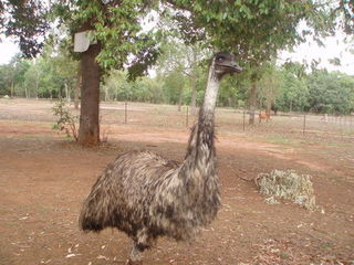 Emu - Australien, Emu, Australische Tiere, Outback
