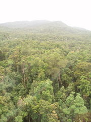 Tropischer Regenwald - Tropen, Regenwald, Tropischer Regenwald, Tropical Rainforest, Australien