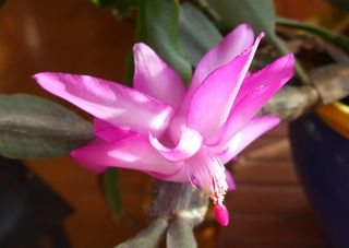 Weihnachtskaktus #3 - Schlumbergera, Zimmerpflanze, Kaktus, Gliederkakteen, zweikeimblättrig, Blüte, geöffnet, Sprossglieder