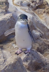 Zwergpinguin 1 - Zwergpinguin, Pinguin, Little Penguin, Fairy Penguin, Vogel, Australien, Australische Tiere