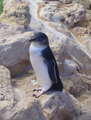 Zwergpinguin 2 - Zwergpinguin, Pinguin, Little Penguin, Fairy Penguin, Vogel, Australien, Australische Tiere