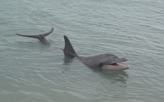 Delfin (Bottlenose Dolphin) 1 - Delfin, Bottlenose Dolphin, Australien, Meeressäuger, Zahnwal, Wal, Säugetier, Meeressäuger