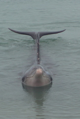 Delfin (Bottlenose Dolphin) 2 - Delfin, Bottlenose Dolphin, Australien, Meeressäuger, Zahnwal, Wal, Säugetier, Meeressäuger