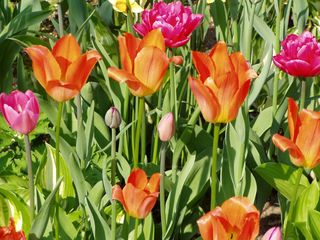 Tulpen - Frühblüher, Frühling, Blüte, blühen, Tulpe, Knospe, orange, grün, Zwiebelpflanze, Blume, viele, blühen, Stängel