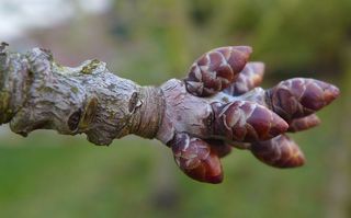 Kirschbaum - Triebe im Januar - Kirsche, Kirschbaum, Trieb, Austrieb, Knospe, Knospen