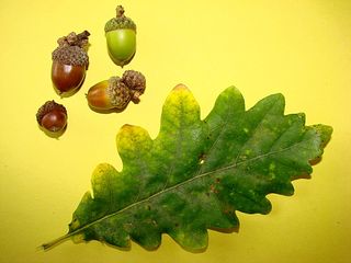 Blatt und Frucht der Stieleiche - Blatt, Frucht, Eiche, Stieleiche, Herbst, gebuchtet, Eichel, Hut, braun, grün, Laubbaum, Wald, gelappt, einhäusig