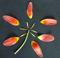 Tulpenblüte - zergliedert - #2 - Frühblüher, Staubgefäß, Blütenblatt, Blütendiagramm, Stempel, Tulpe, Stängel