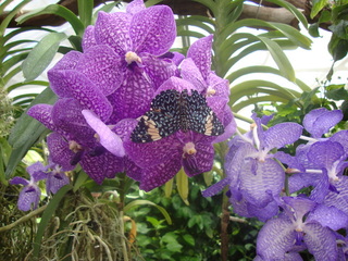 Schmetterling - Schmetterling, Blume, Orchidee, Insel, Mainau