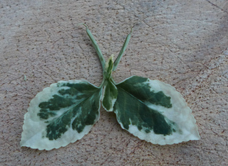Schmetterling - Schmetterling, papilio iocosus, Rätselbild