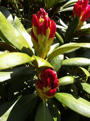 Rhododendron - Zierpflanze, Gartenpflanze, Heidekrautgewächs, Rhododendron, Blütenstand