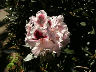 Rododendron - Zierpflanze, Gartenpflanze, Heidekrautgewächs, Rhododendron, Blüte, Staubgefäße