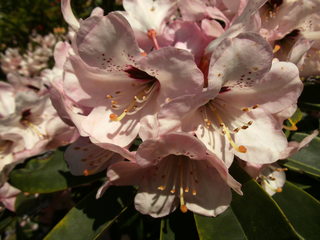 Rhododendron - Zierpflanze, Gartenpflanze, Heidekrautgewächs, Rhododendron, Blüte, Staubgefäße