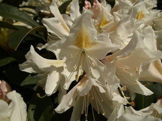 Rhododendron - Zierpflanze, Gartenpflanze, Heidekrautgewächs, Rhododendron, Blüte, Staubgefäße