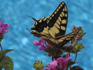 Schwalbenschwanz - Insekt, Schmetterling, Körperteile, Flügel, Fühler, Rüssel, Schwalbenschwanz, Falter