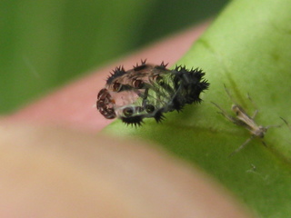 Hülle einer gehäuteten Marienkäferlarve - Insekten, Marienkäfer, Larven, Hülle, Körperteile
