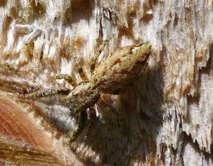 Springspinne #2 - Insekt, Spinne, Springspinne, Mauer-Hüpfspinne, salticus cingulatus, platycryptus undatus