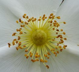 Heckenrose #2 - Heckenrose, Hundsrose, Wildrose, Hagrose, Blütenblatt, Hagebutte, Polyploidie, weiß, Staubgefäße, Blüte, Blütenblätter