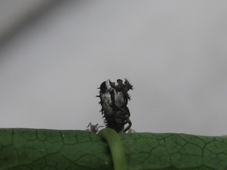 Hülle einer gehäuteten Marienkäferlarve - Insekten, Marienkäfer, Larven, Hülle