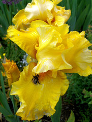 Schwertlilie #2 - Schwertlilie, Iris, Blüte, Blume, Natur, Pflanze, mehrjährig, zwittrig, Blütenblätter, blau, Schwertliliengewächs, Garten, Knolle, Heraldik, gelb