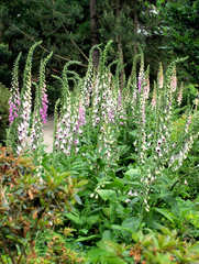 Fingerhut #1 - Fingerhut, Giftpflanze, giftig, Blüte, Blume, Garten, Wegerichgewächs, Digitalis