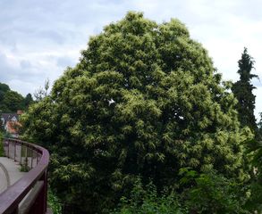 Esskastanienbaum #2 - Edelkastanie, Esskastanie, Maroni, Marone, Blatt, Blätter, Kastanie, castanea sativa