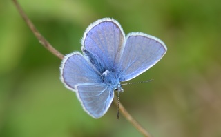 Schmetterling Hauhechelbläuling - Schmetterling, Falter, Tagfalter, Bläuling, Polyommatus icarus, Gemeiner Bläuling blau, Symmetrie