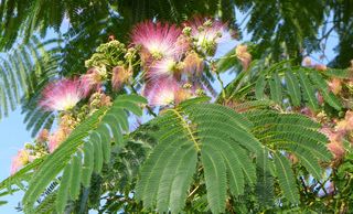 Mimosenzweig - Mimosenbaum, Albizia julibrissin, Seidenbaum, Mimosoideae
