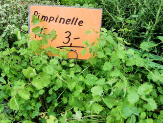 Kräuter #5 Pimpinelle - Pimpinelle, Kleiner Wiesenknopf, Kraut, Gewürz
