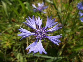 Kornblume - Blüte, Korbblütengewächs, Blüte, blau, Blume, Kornfeld, Naturschutz, Heilpflanze, einjährig, Centaurea cyanus