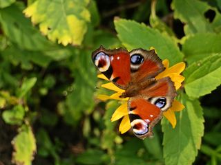 Tagpfauenauge - Schmetterling - Schmetterling, Tagfalter, Edelfalter, Aglais io, Inachis io, Nymphalis io, Peacock Butterfly, Symmetrie