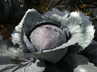 Rotkohl - Brassica oleracea, Kohl, Rotkohl, Rotkraut, Gemüse, Blaukraut