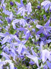 Glockenblume blau - Blüte, Glockenblume, blau, Stern, Blütenblätter