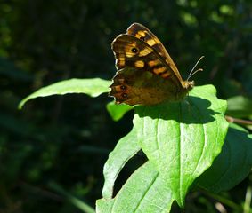 Schmetterling - Schmetterling, Distelfalter, Fühler, Rüssel, Insekt, Vanessa cardui
