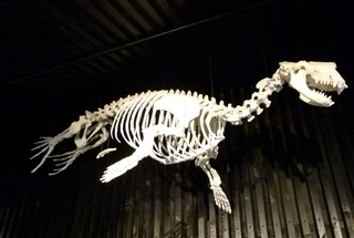 Skelett einer Robbe - Seerobbe, Naturkunde, Skelett, Knochen, Knochengrüst, Biologie
